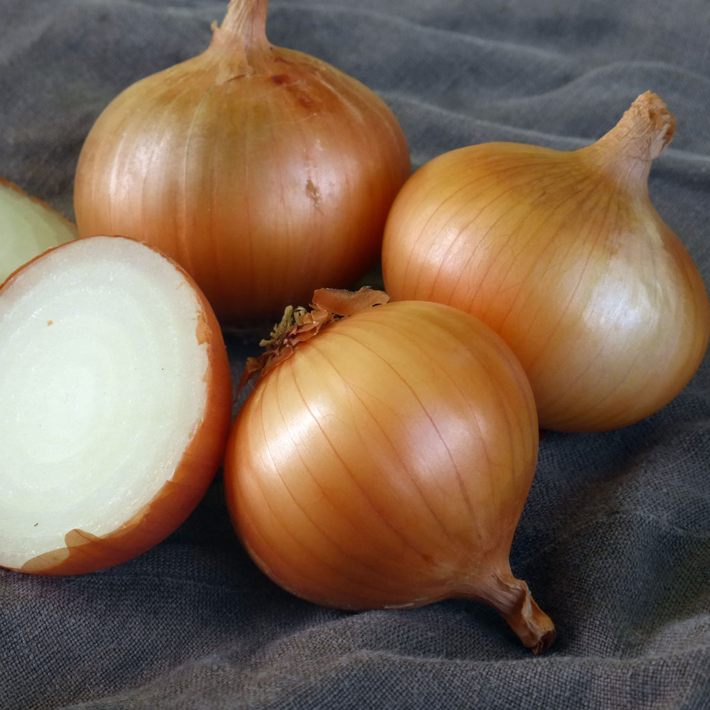 Onion Walla Walla  •بصل حلو - plantnmore