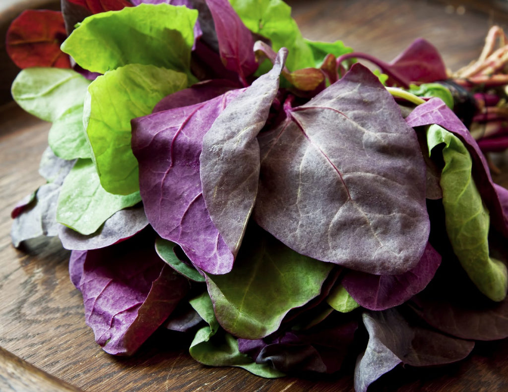 Purple Orach • الاوراك الاحمر - plantnmore