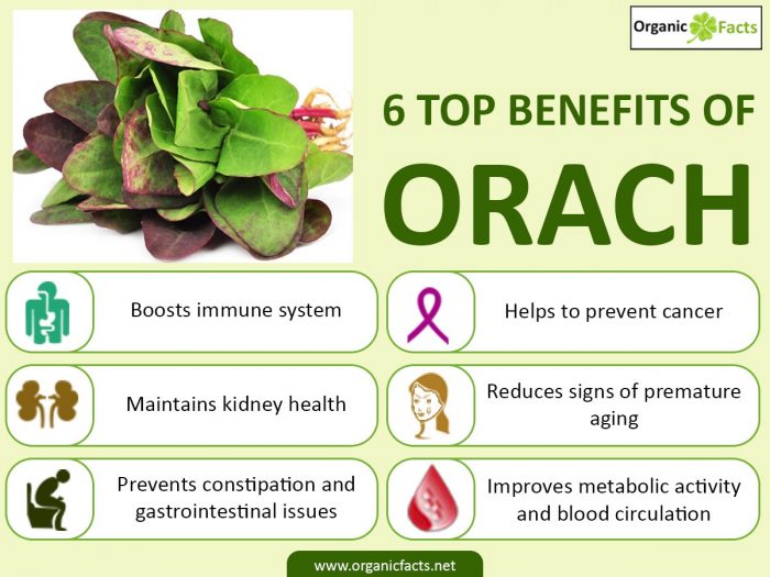 Purple Orach • الاوراك الاحمر - plantnmore