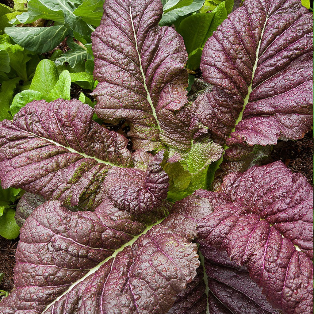Mustard Osaka Purple • اوراق الخردل الحارة - plantnmore