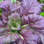Mustard Osaka Purple • اوراق الخردل الحارة - plantnmore