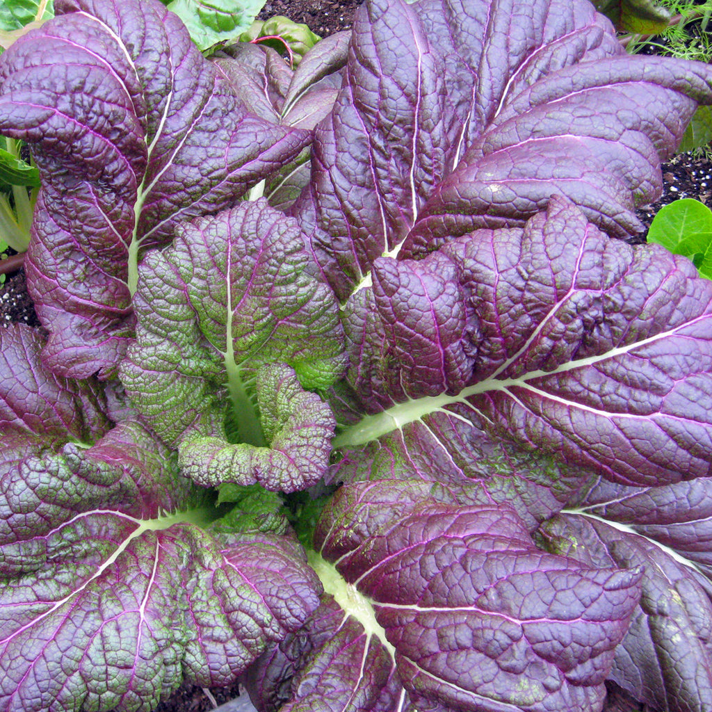Mustard Osaka Purple • اوراق الخردل الحارة - plantnmore