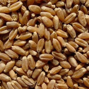 Wheatgrass Seeds 227g•  عشبة القمح - plantnmore