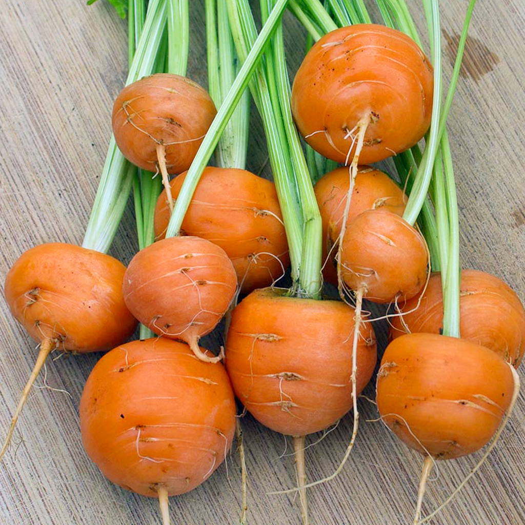 Carrot Parisian • جزر باريسي - plantnmore
