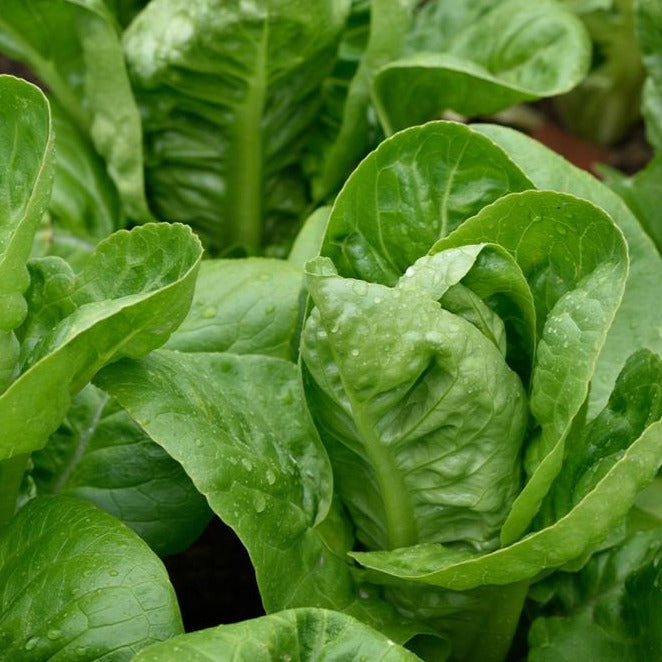 Paris Island Cos Lettuce • خس جزيرة بارس - plantnmore