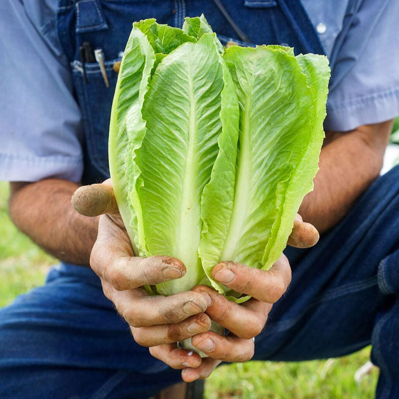 Paris Island Cos Lettuce • خس جزيرة بارس - plantnmore