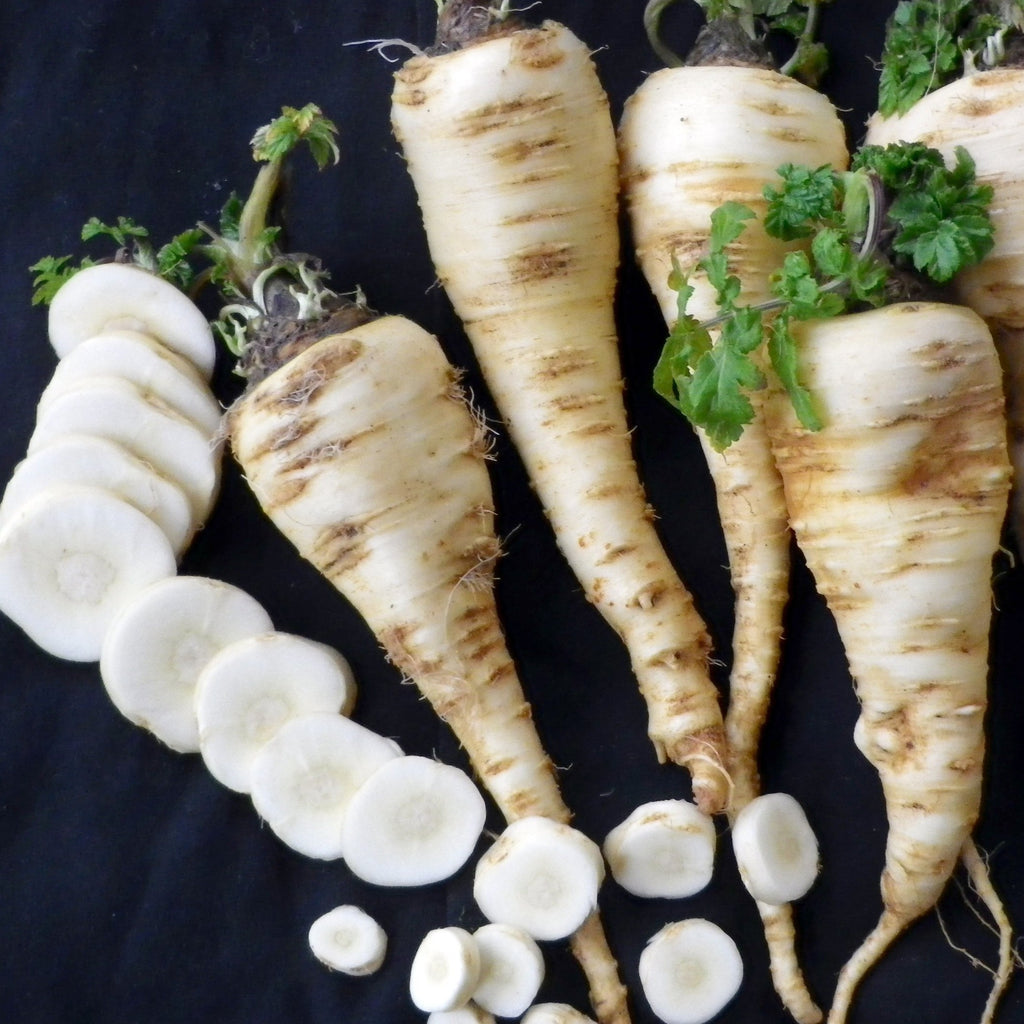 Parsnip • الجزر الأبيض - plantnmore