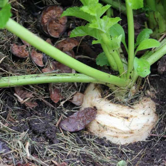 Parsnip • الجزر الأبيض - plantnmore