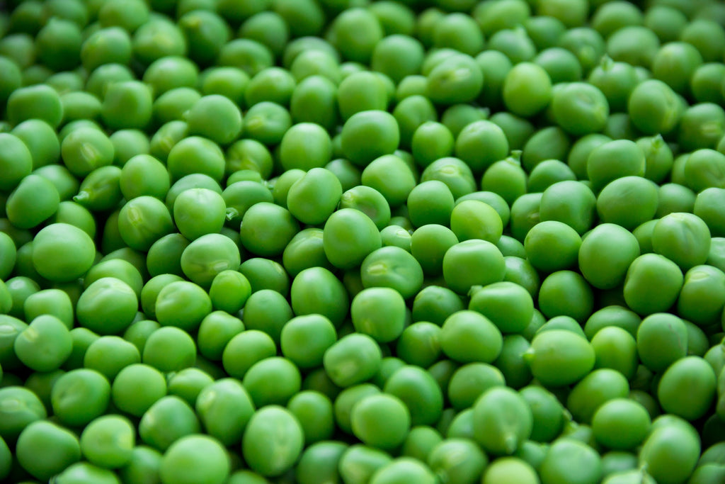 Snap Pea Sugar Daddy  • بزاليا حلوة - plantnmore