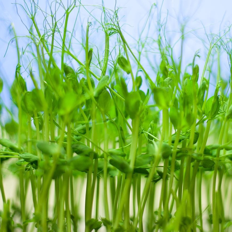 Pea Microgreen 227g • بزاليا ميكروجرين - plantnmore