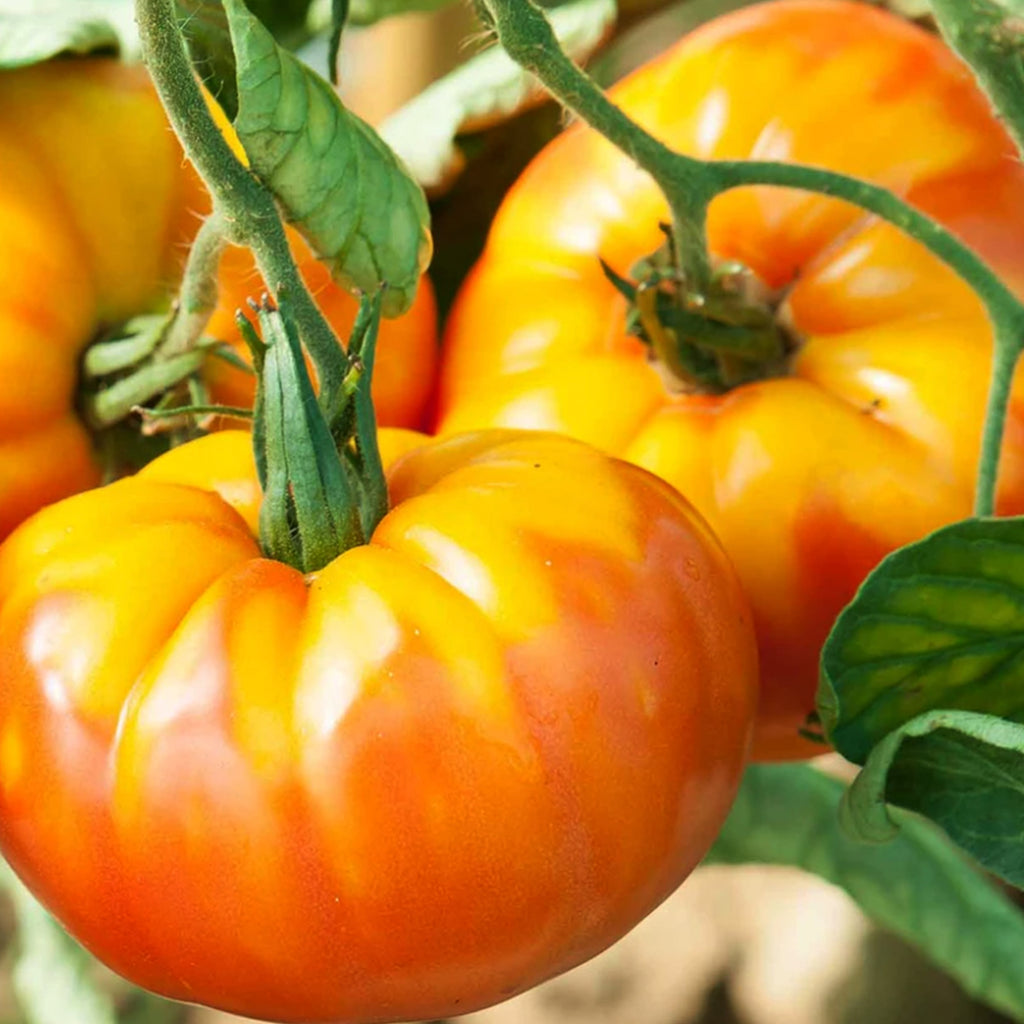 Tomato Pineapple • طماطم اناناسي - plantnmore