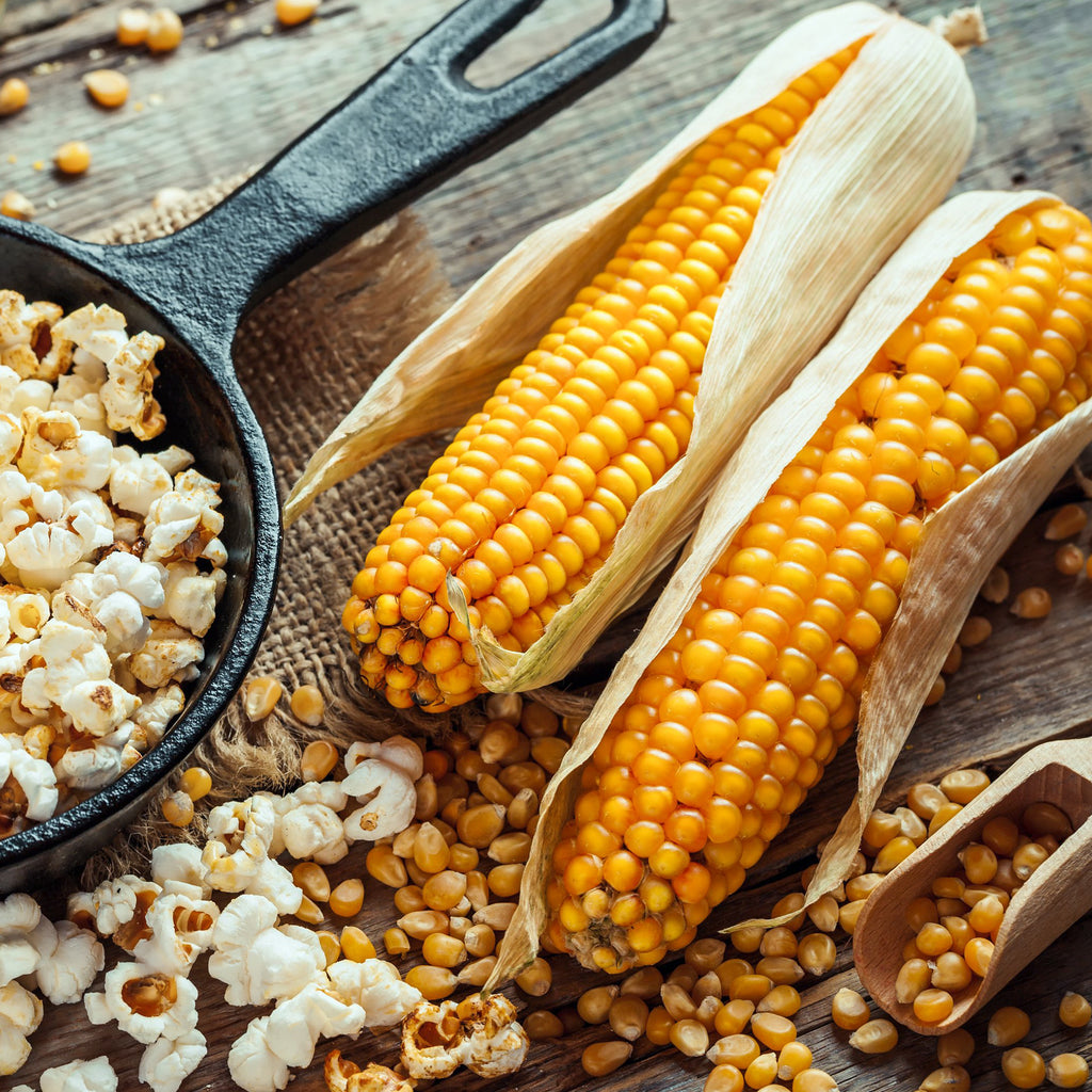 Popcorn Yellow • ذرة البوبكورن - plantnmore