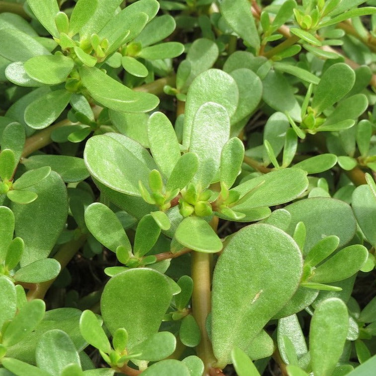 Purslane •  بربير - plantnmore