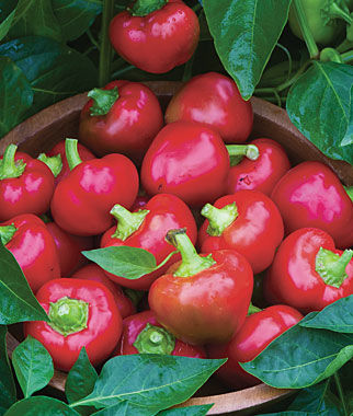Sweet Cherry Pepper • فليلفلة شيري - plantnmore