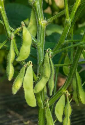 Edamame • اديمامي - plantnmore