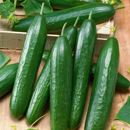 Cucumber Marketmore •خيار ماركت مور - plantnmore