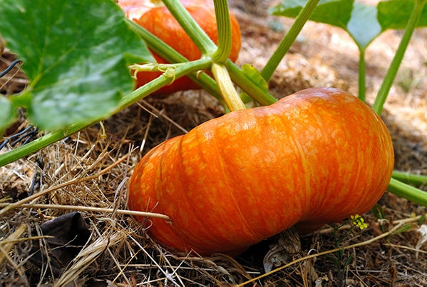Pumpkin  Cinderella • قرع سندريلا - plantnmore