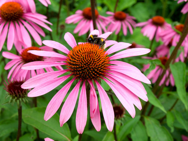 Bee Friendly Wildflower Mix • تشكيلة زهور صديقة للنحل - plantnmore