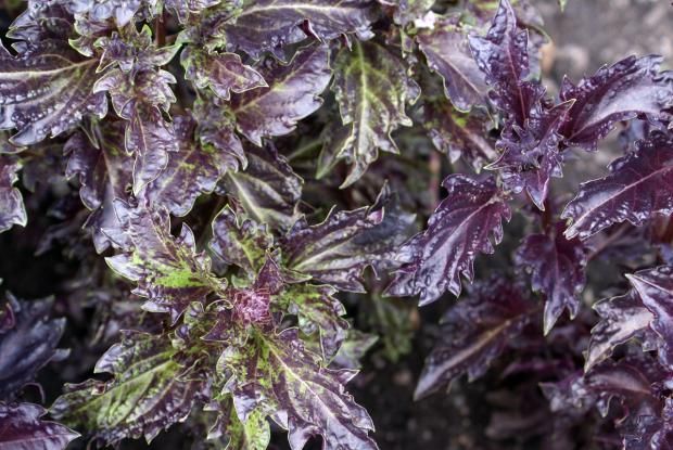 Basil Purple Ruffles • ريحان بنفسجي مجعد - plantnmore