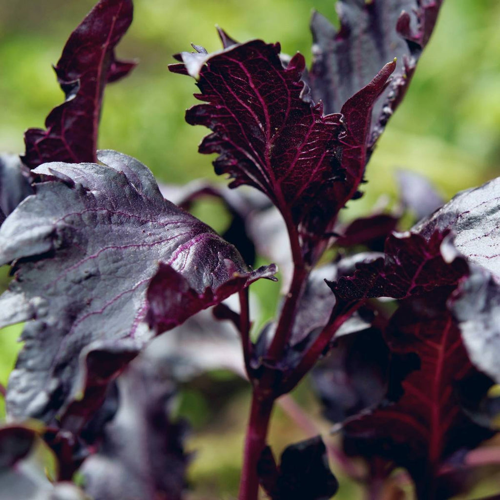 Basil Purple Ruffles • ريحان بنفسجي مجعد - plantnmore