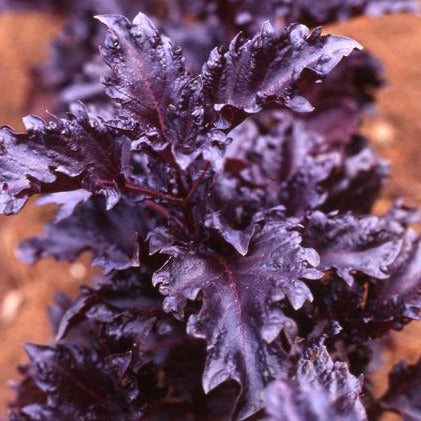 Basil Purple Ruffles • ريحان بنفسجي مجعد - plantnmore