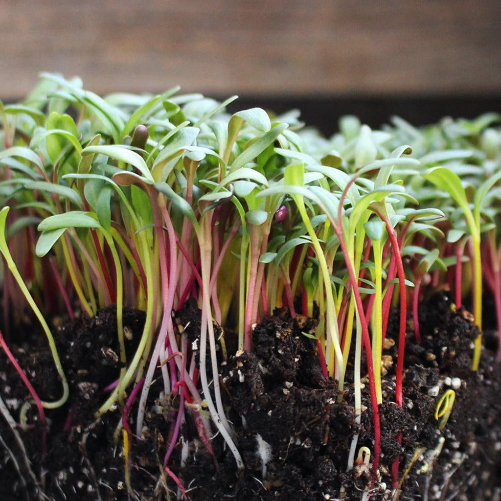 Swisschard Rainbow Mix Microgreens • ميكروجرين سلق ملون - plantnmore