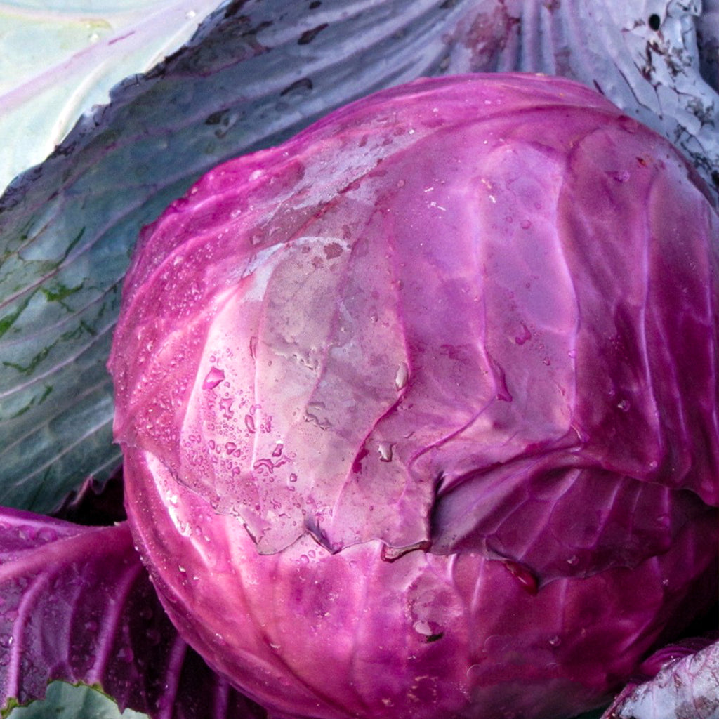 Cabbage Red Acre  • ملفوف احمر - plantnmore