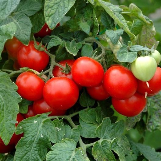 Tomato Large Cherry • طماطم شيري كبير - plantnmore