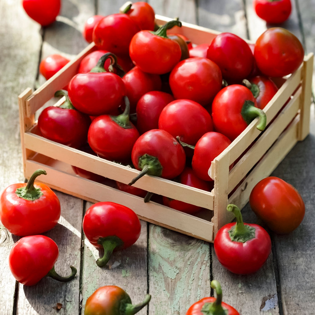 Sweet Cherry Pepper • فليلفلة شيري - plantnmore