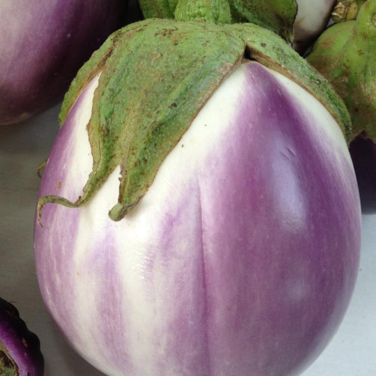 Eggplant Rosa Bianca • باذنجان فاتح - plantnmore