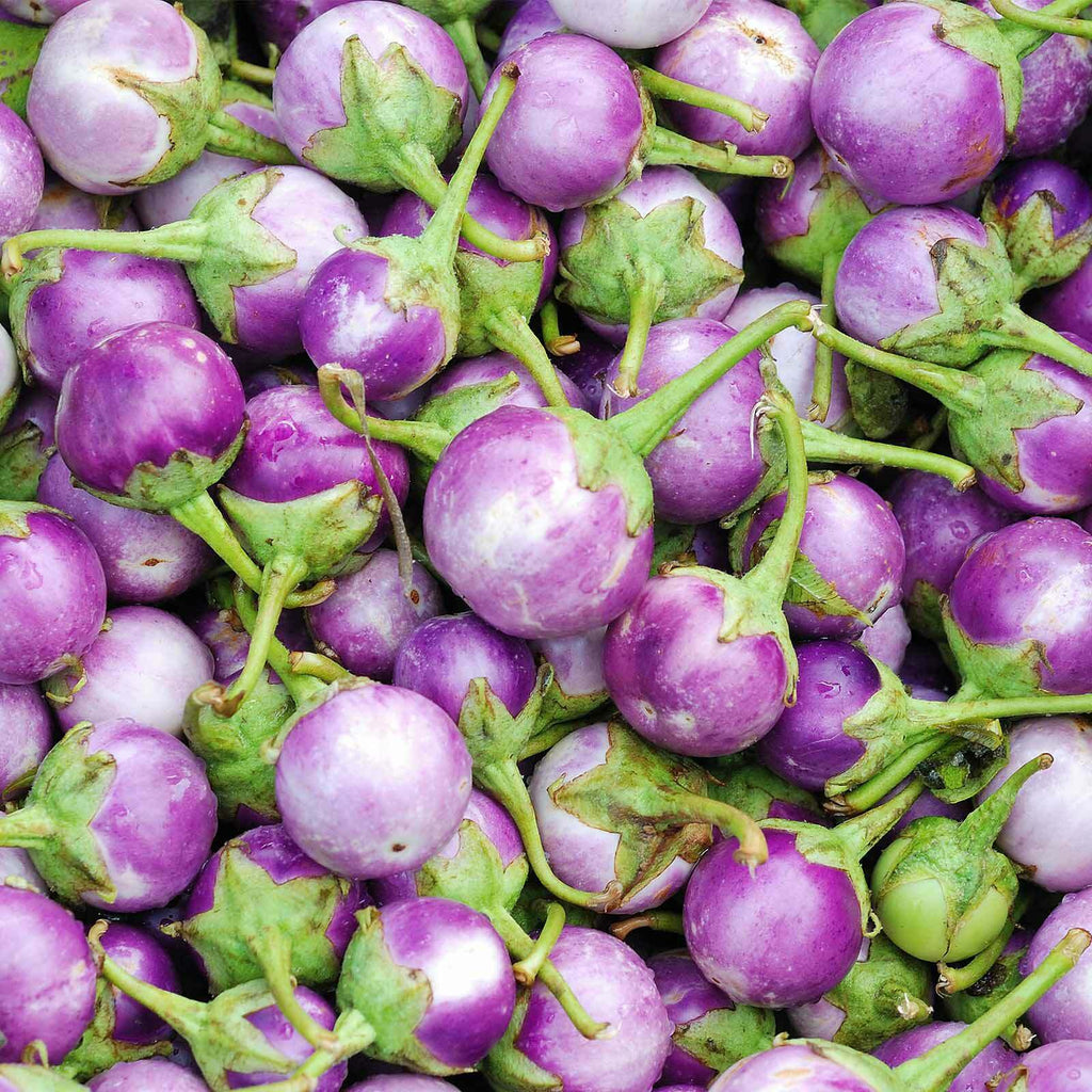 Eggplant Rosa Bianca • باذنجان فاتح - plantnmore