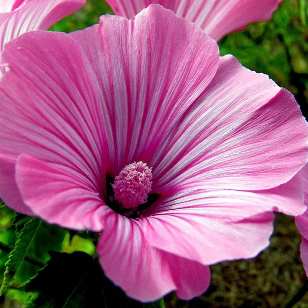 Rose Mallow • زهور خطمية وردية - plantnmore