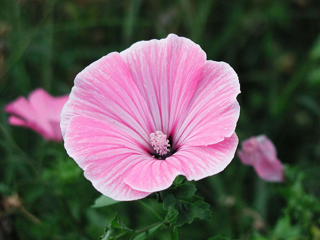 Rose Mallow • زهور خطمية وردية - plantnmore