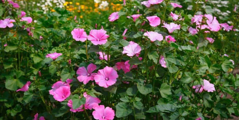 Rose Mallow • زهور خطمية وردية - plantnmore