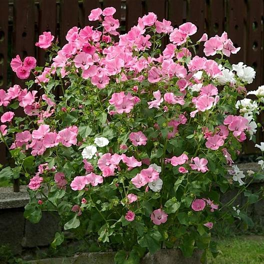 Rose Mallow • زهور خطمية وردية - plantnmore