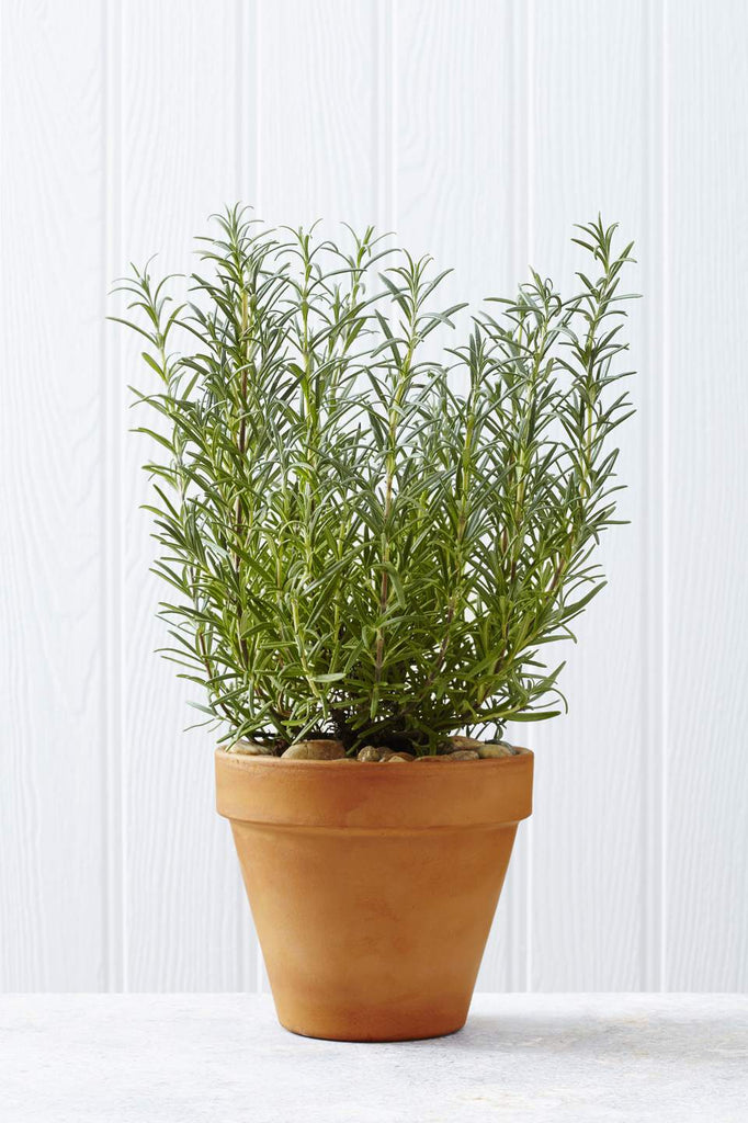 Rosemary • اكليل الجبل - plantnmore