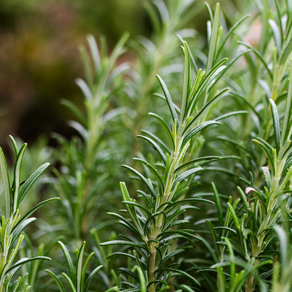 Rosemary • اكليل الجبل - plantnmore