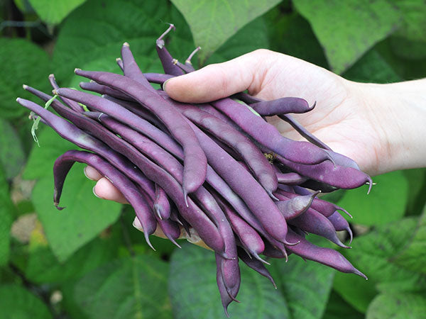 Royal Burgundy Bush Beans • فاصوليا بنفسجية مناسبة للأحواض - plantnmore