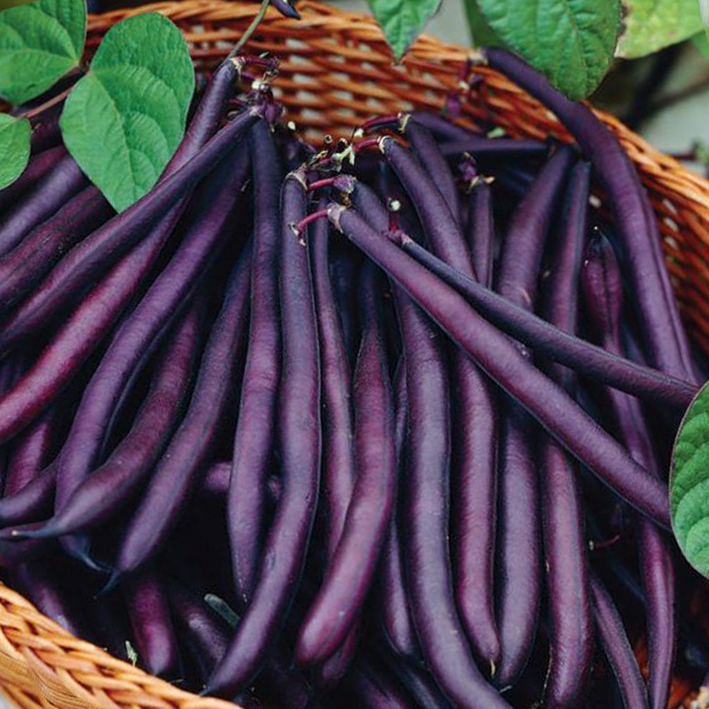 Royal Burgundy Bush Beans • فاصوليا بنفسجية مناسبة للأحواض - plantnmore