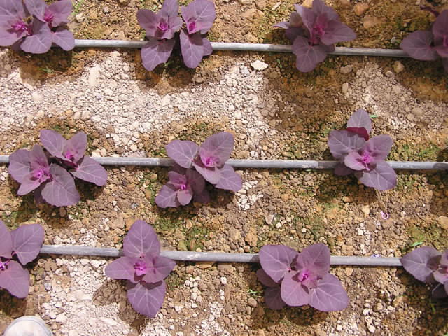 Purple Orach • الاوراك الاحمر - plantnmore