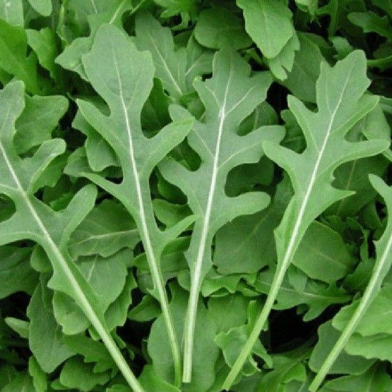 Wild Arugula • جرجير بري - plantnmore