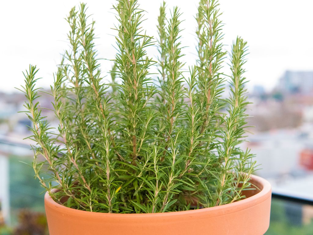 Rosemary • اكليل الجبل - plantnmore