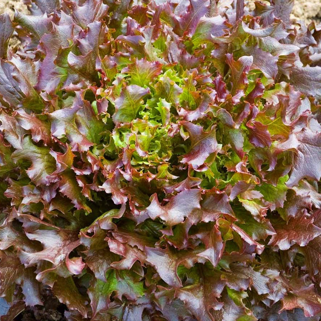 Lettuce Salad Bowl Red • خس احمر - plantnmore