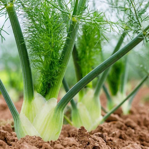 Fennel Plant Small