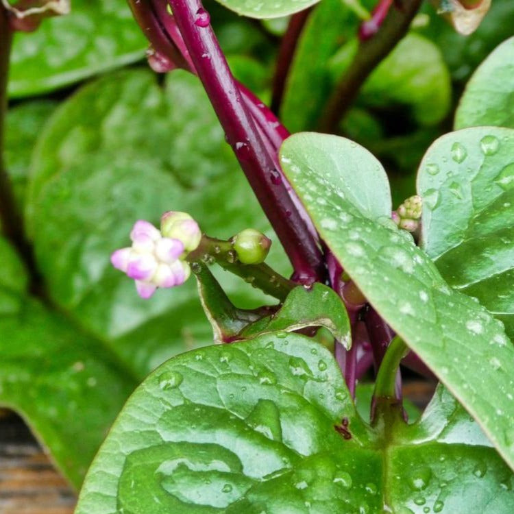 Red Malabar Spinach • سبانخ مالابار أحمر - plantnmore