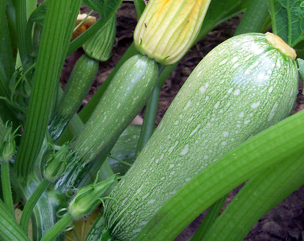 Grey Zucchini  • كوسى فاتحة - plantnmore