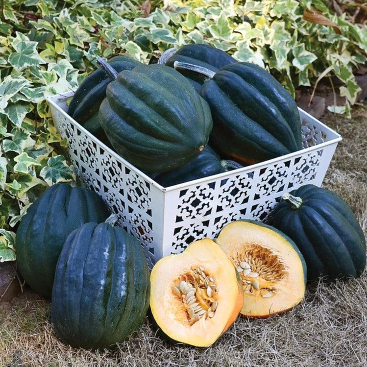 Pumpkin Table King Bush Acorn • قرع ملك المائدة البلوطي - plantnmore