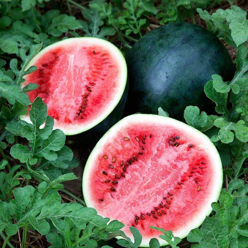 Watermelon Bush Sugar Baby