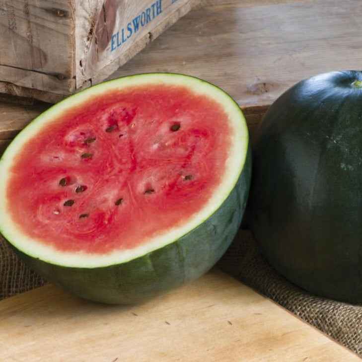 Watermelon Bush Sugar Baby •  بطيخ قزمي حلو - plantnmore