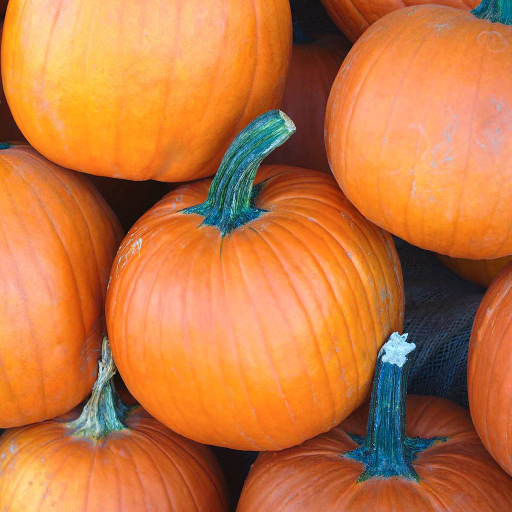 Pumpkin  Sugar Pie • يقطين فطيرة السكر - plantnmore